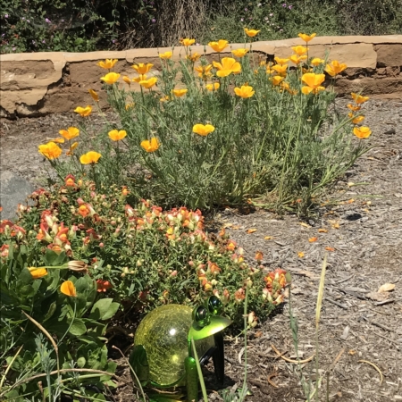 Escondido 2019 - WaterSmart Landscape Contest